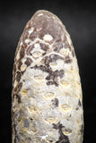 05042- Top Rare 2.03 Inch Fossilized Silicified Pine Cone EQUICALASTROBUS Eocene Sahara Desert