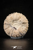 88262 - Top Quality 1.41 Inch Tetragramma marticense (Sea Urchin) Cretaceous