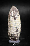 05042- Top Rare 2.03 Inch Fossilized Silicified Pine Cone EQUICALASTROBUS Eocene Sahara Desert