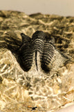 30760 - Beautiful 1.12 Inch Cyphaspis (Otarion) cf. boutscharafinense Devonian Trilobite