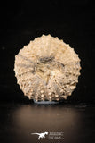88264 - Top Quality 1.49 Inch Tetragramma marticense (Sea Urchin) Cretaceous