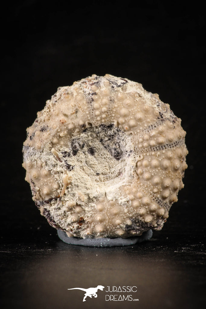 88265 - Top Quality 1.35 Inch Tetragramma marticense (Sea Urchin) Cretaceous