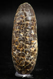 05043- Top Rare 2.35 Inch Fossilized Silicified Pine Cone EQUICALASTROBUS Eocene Sahara Desert