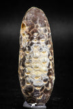 05043- Top Rare 2.35 Inch Fossilized Silicified Pine Cone EQUICALASTROBUS Eocene Sahara Desert