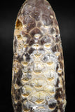 05043- Top Rare 2.35 Inch Fossilized Silicified Pine Cone EQUICALASTROBUS Eocene Sahara Desert