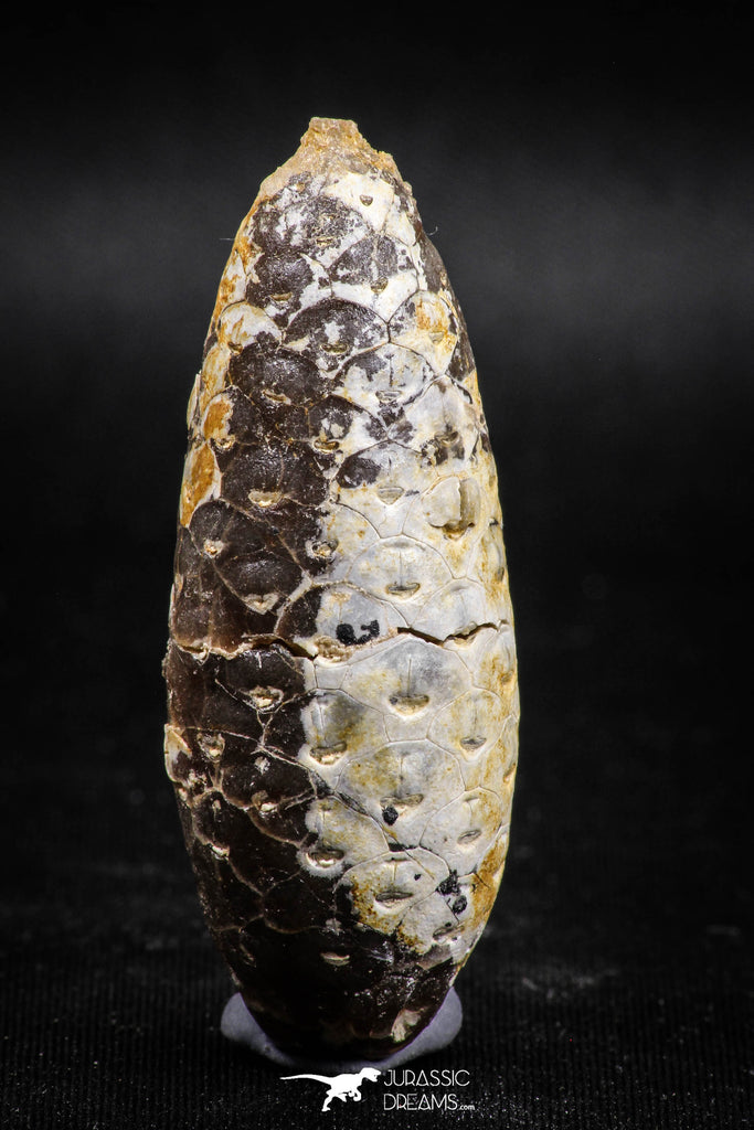 05044- Top Rare 2.14 Inch Fossilized Silicified Pine Cone EQUICALASTROBUS Eocene Sahara Desert