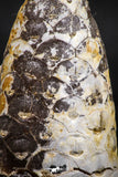 05044- Top Rare 2.14 Inch Fossilized Silicified Pine Cone EQUICALASTROBUS Eocene Sahara Desert