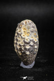 05045- Top Rare 1.44 Inch Fossilized Silicified Pine Cone EQUICALASTROBUS Eocene Sahara Desert