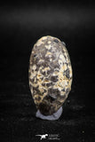 05045- Top Rare 1.44 Inch Fossilized Silicified Pine Cone EQUICALASTROBUS Eocene Sahara Desert