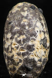 05045- Top Rare 1.44 Inch Fossilized Silicified Pine Cone EQUICALASTROBUS Eocene Sahara Desert