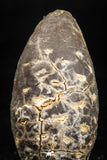 05046- Top Rare 1.5 Inch Fossilized Silicified Pine Cone EQUICALASTROBUS Eocene Sahara Desert