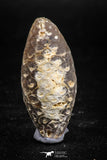 05046- Top Rare 1.5 Inch Fossilized Silicified Pine Cone EQUICALASTROBUS Eocene Sahara Desert