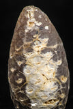 05046- Top Rare 1.5 Inch Fossilized Silicified Pine Cone EQUICALASTROBUS Eocene Sahara Desert