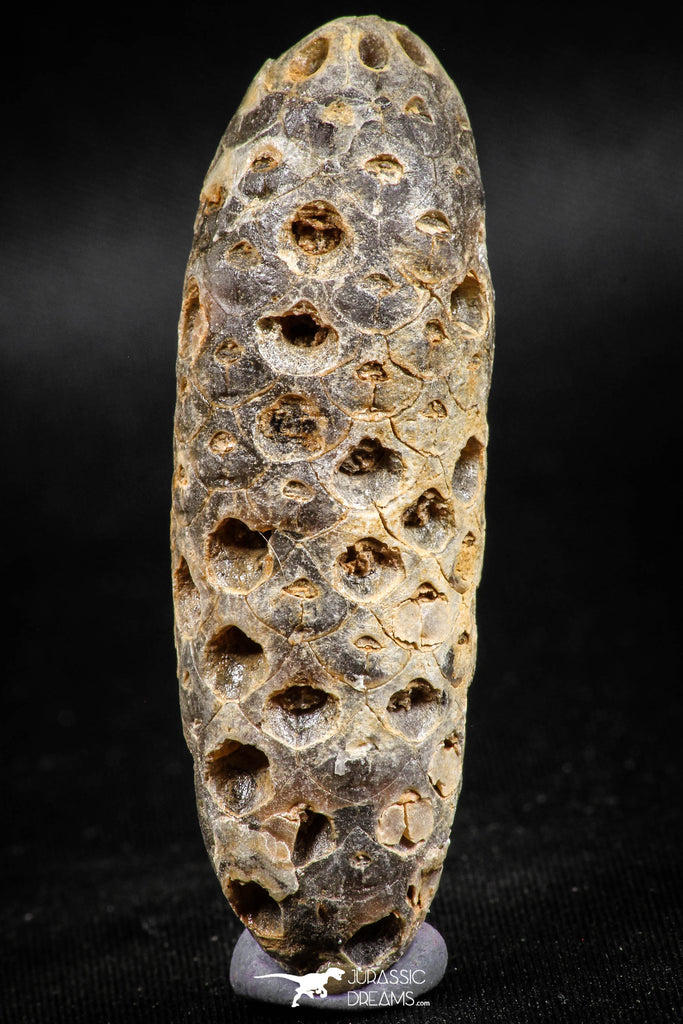 05047- Top Rare 2.39 Inch Fossilized Silicified Pine Cone EQUICALASTROBUS Eocene Sahara Desert