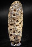 05047- Top Rare 2.39 Inch Fossilized Silicified Pine Cone EQUICALASTROBUS Eocene Sahara Desert