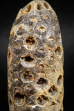 05047- Top Rare 2.39 Inch Fossilized Silicified Pine Cone EQUICALASTROBUS Eocene Sahara Desert
