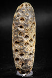 05047- Top Rare 2.39 Inch Fossilized Silicified Pine Cone EQUICALASTROBUS Eocene Sahara Desert