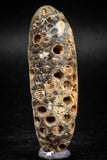 05047- Top Rare 2.39 Inch Fossilized Silicified Pine Cone EQUICALASTROBUS Eocene Sahara Desert
