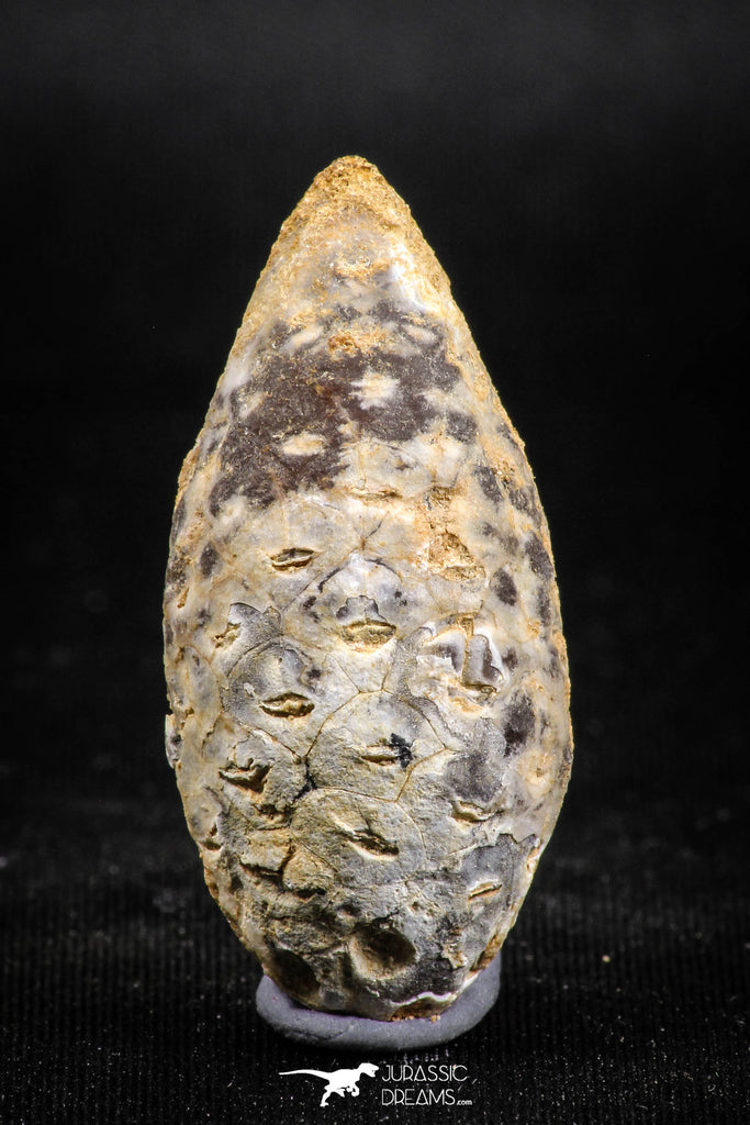 05048- Top Rare 1.57 Inch Fossilized Silicified Pine Cone EQUICALASTROBUS Eocene Sahara Desert