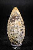 05048- Top Rare 1.57 Inch Fossilized Silicified Pine Cone EQUICALASTROBUS Eocene Sahara Desert