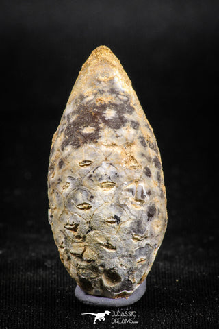 05048- Top Rare 1.57 Inch Fossilized Silicified Pine Cone EQUICALASTROBUS Eocene Sahara Desert