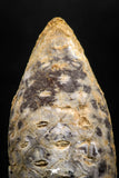 05048- Top Rare 1.57 Inch Fossilized Silicified Pine Cone EQUICALASTROBUS Eocene Sahara Desert