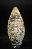 05048- Top Rare 1.57 Inch Fossilized Silicified Pine Cone EQUICALASTROBUS Eocene Sahara Desert