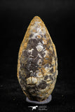 05048- Top Rare 1.57 Inch Fossilized Silicified Pine Cone EQUICALASTROBUS Eocene Sahara Desert