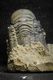 22048 - Nicely Preserved 3.59 Inch Crotalocephalina (Crotalocephalus) gibbus Lower Devonian Trilobite