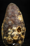 05049- Top Rare 1.43 Inch Fossilized Silicified Pine Cone EQUICALASTROBUS Eocene Sahara Desert