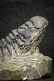 22048 - Nicely Preserved 3.59 Inch Crotalocephalina (Crotalocephalus) gibbus Lower Devonian Trilobite