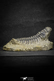 22048 - Nicely Preserved 3.59 Inch Crotalocephalina (Crotalocephalus) gibbus Lower Devonian Trilobite