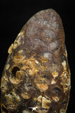 05049- Top Rare 1.43 Inch Fossilized Silicified Pine Cone EQUICALASTROBUS Eocene Sahara Desert