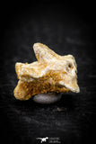 05312 - Beautiful 0.61 Inch Palaeophis Magrebianus Paleocene Sea Snake Vertebra Bone