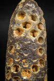 05050- Top Rare 2.25 Inch Fossilized Silicified Pine Cone EQUICALASTROBUS Eocene Sahara Desert