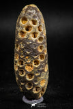 05050- Top Rare 2.25 Inch Fossilized Silicified Pine Cone EQUICALASTROBUS Eocene Sahara Desert