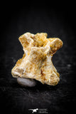 05312 - Beautiful 0.61 Inch Palaeophis Magrebianus Paleocene Sea Snake Vertebra Bone