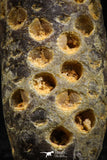 05050- Top Rare 2.25 Inch Fossilized Silicified Pine Cone EQUICALASTROBUS Eocene Sahara Desert