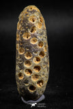 05050- Top Rare 2.25 Inch Fossilized Silicified Pine Cone EQUICALASTROBUS Eocene Sahara Desert