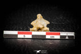05313 - Beautiful 0.56 Inch Palaeophis Magrebianus Paleocene Sea Snake Vertebra Bone