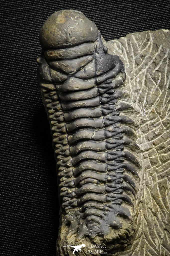 22048 - Nicely Preserved 3.59 Inch Crotalocephalina (Crotalocephalus) gibbus Lower Devonian Trilobite