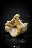 05313 - Beautiful 0.56 Inch Palaeophis Magrebianus Paleocene Sea Snake Vertebra Bone