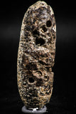 05051- Top Rare 2.54 Inch Fossilized Silicified Pine Cone EQUICALASTROBUS Eocene Sahara Desert