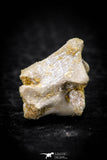 05313 - Beautiful 0.56 Inch Palaeophis Magrebianus Paleocene Sea Snake Vertebra Bone