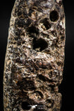 05051- Top Rare 2.54 Inch Fossilized Silicified Pine Cone EQUICALASTROBUS Eocene Sahara Desert