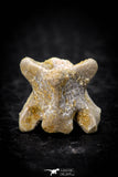 05313 - Beautiful 0.56 Inch Palaeophis Magrebianus Paleocene Sea Snake Vertebra Bone