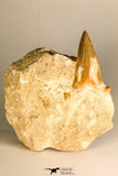 30765 - Top Quality 3.23 Inch Otodus obliquus Shark Tooth in Matrix Paleocene
