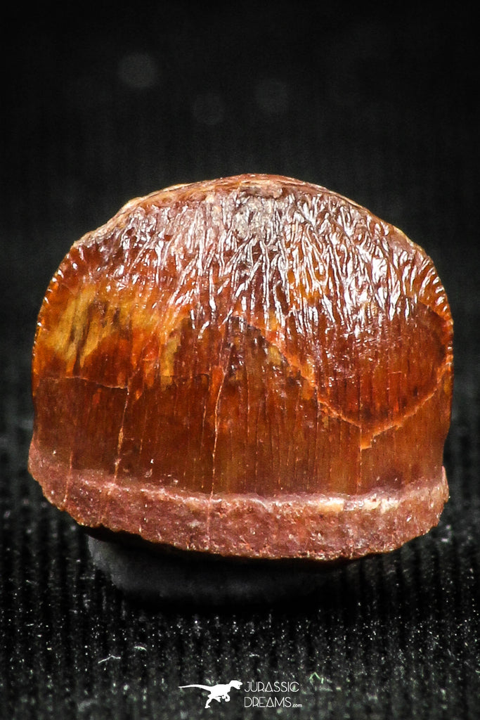 05052 - Top Rare 0.39 Inch Hamadasuchus rebouli Crocodile Tooth Cretaceous KemKem Beds