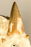30765 - Top Quality 3.23 Inch Otodus obliquus Shark Tooth in Matrix Paleocene