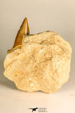 30765 - Top Quality 3.23 Inch Otodus obliquus Shark Tooth in Matrix Paleocene